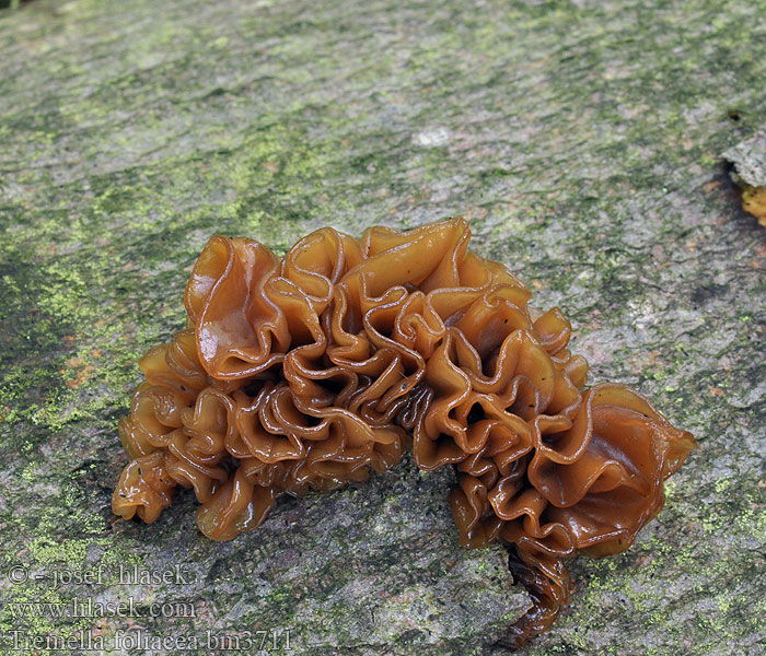 Tremella foliacea Aranyos rezgőgomba Rotbrauner Zitterling