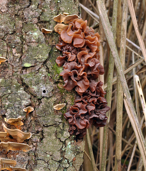 Tremella_foliacea_bp4490