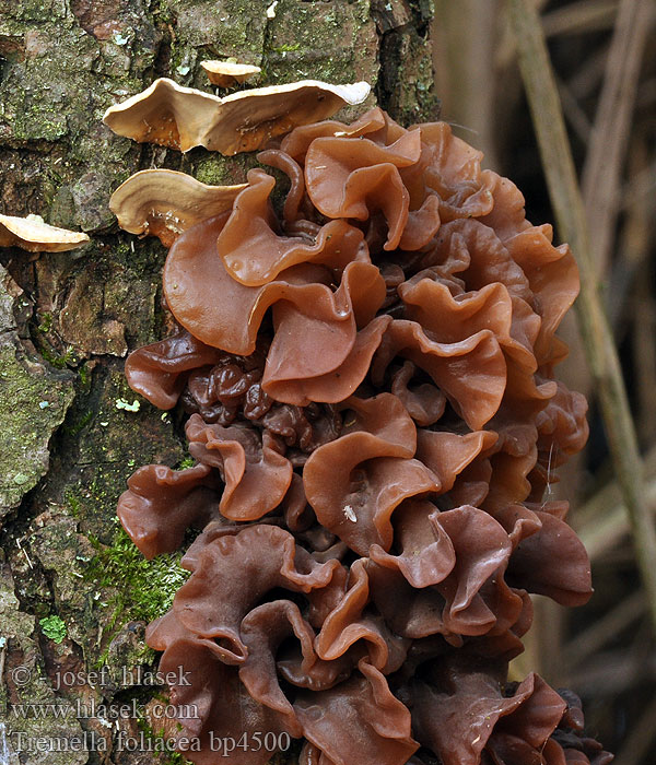 Exidia Phaeotremella pseudofoliacea ferruginea fimbriata succinea
