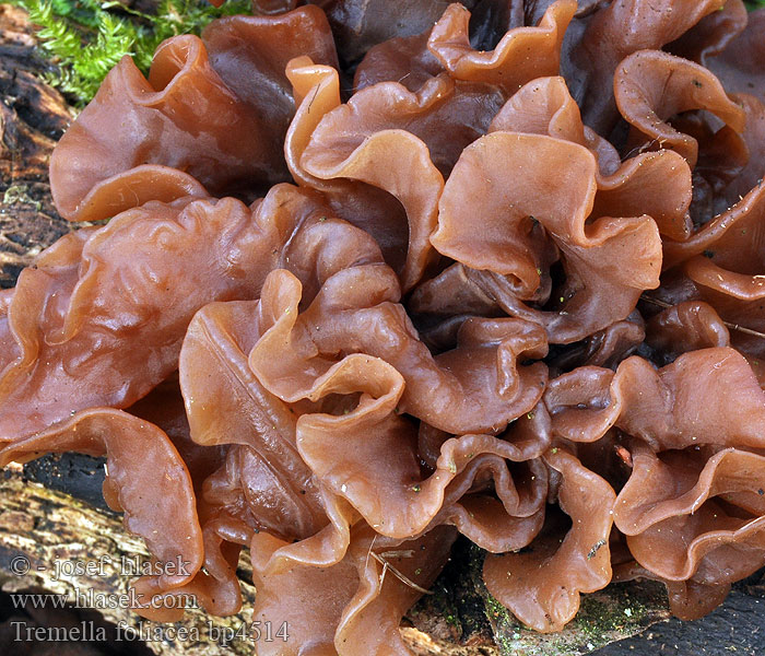 Tremella_foliacea_bp4514