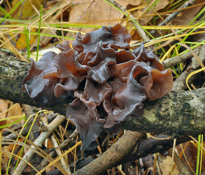 Tremella foliacea Leafy Brain Kruset bævresvamp