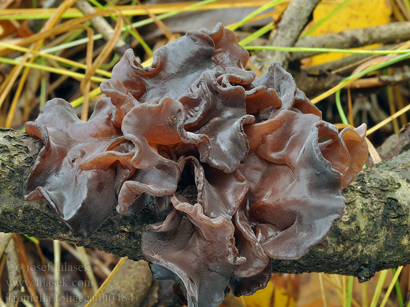 Tremella foliacea Liuskahytykkä Trémelle foliacée