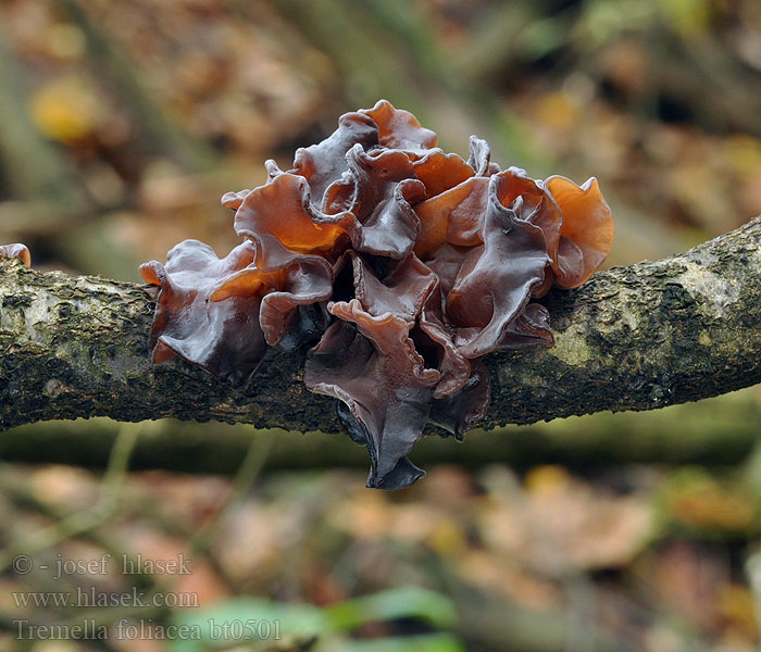 Tremella foliacea Trzęsak listkowaty Rôsolovka lupeňovitá