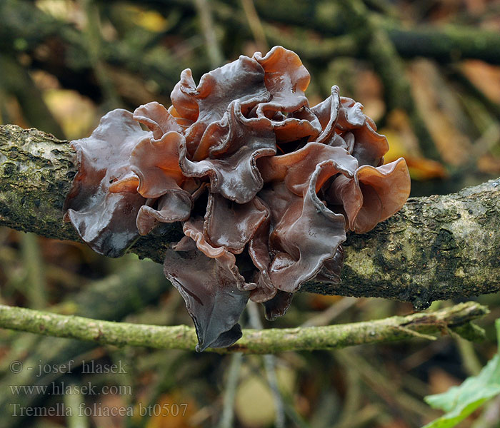 Tremella foliacea Exidia Rotbrauner Zitterling Rosolovka listovitá