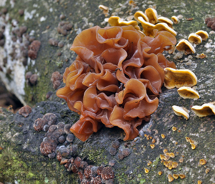 Tremella foliacea