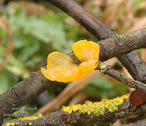 Tremella mesenterica a8743