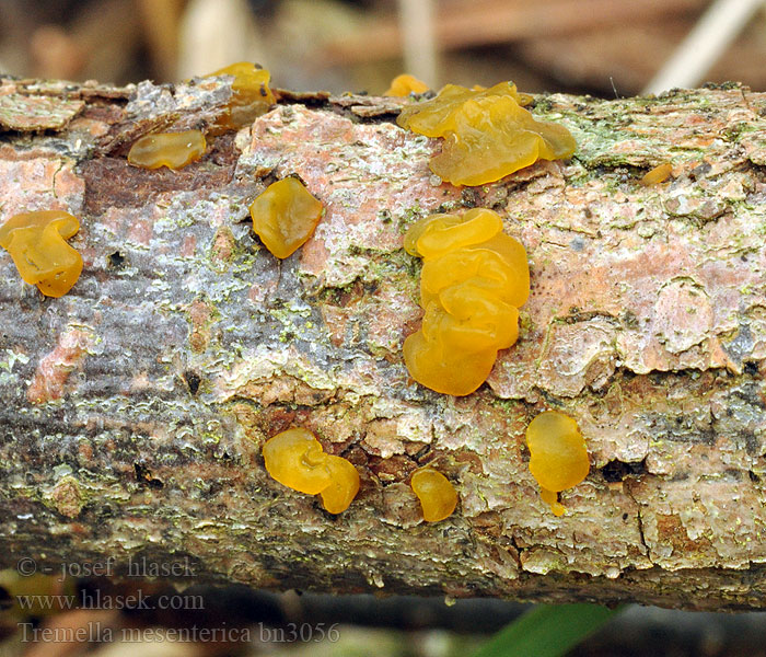 Tremella_mesenterica_bn3056