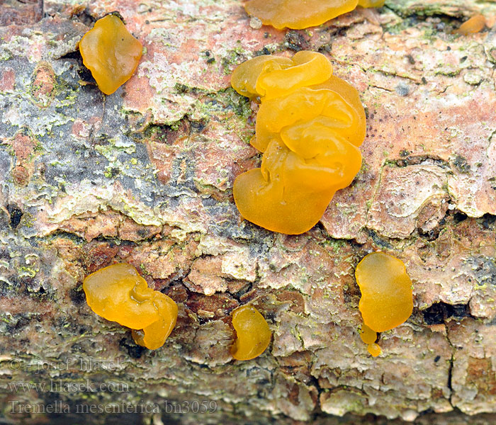 Tremella_mesenterica_bn3059