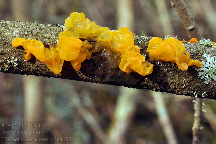 Rosolovka mozkovitá Gullkrös Exidia candida Hormomyces aurantiacus