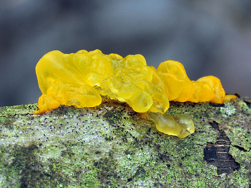 Rosolovka mozkovitá Tremella mesenterica