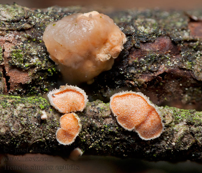 Tremella simplex Rosolovka parazitická Trzęsak dwuzarodnikowy