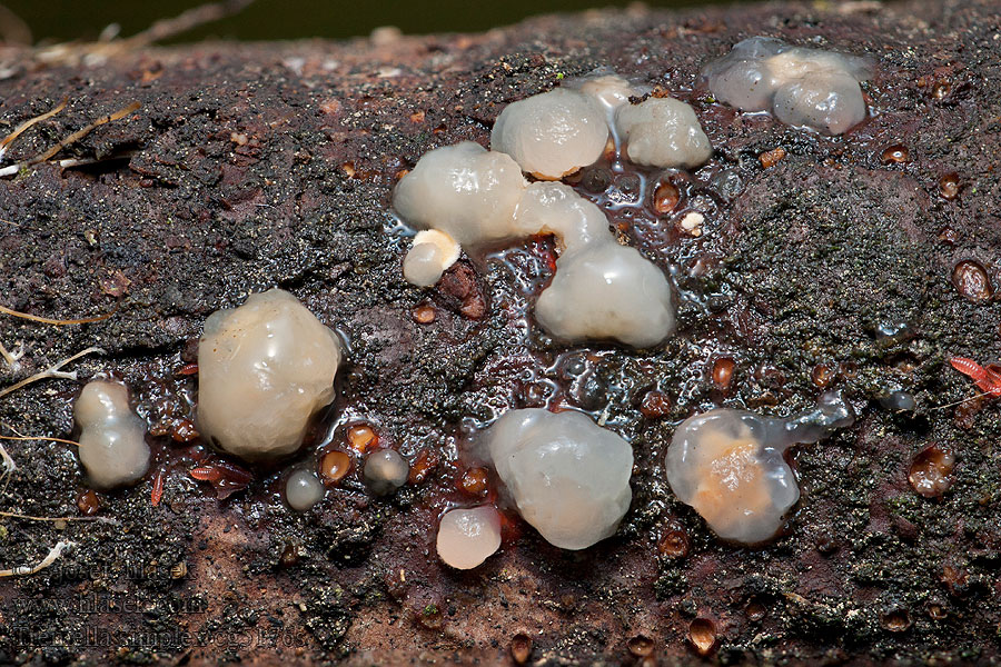 Tremella simplex Rôsolovka parazitická Tvåsporigt snyltkrös