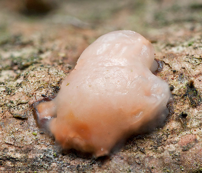 Trzęsak dwuzarodnikowy Tremella simplex