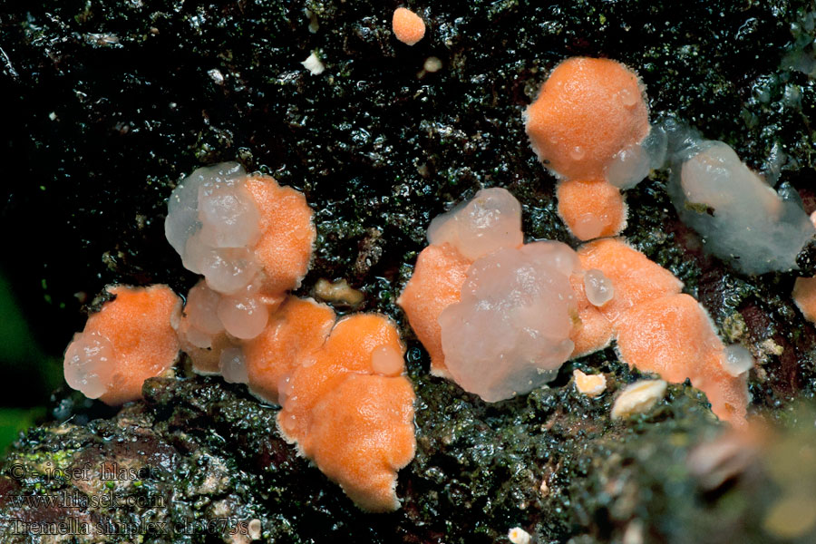 Tremella simplex Rôsolovka parazitická Tvåsporigt snyltkrös