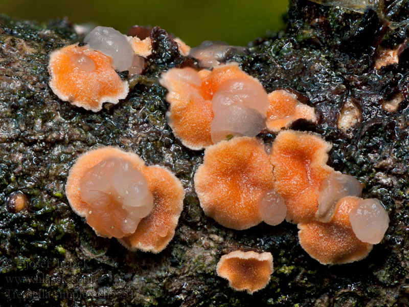 Trzęsak dwuzarodnikowy Tremella simplex