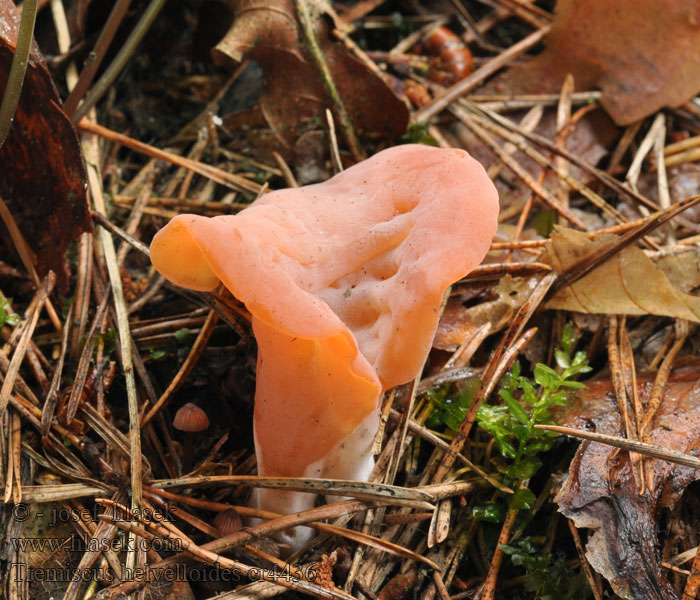 Tremiscus helvelloides Płomykówka galaretowata