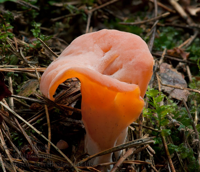 Tremiscus helvelloides Rôsolovec červený Rötlicher Gallerttrichter