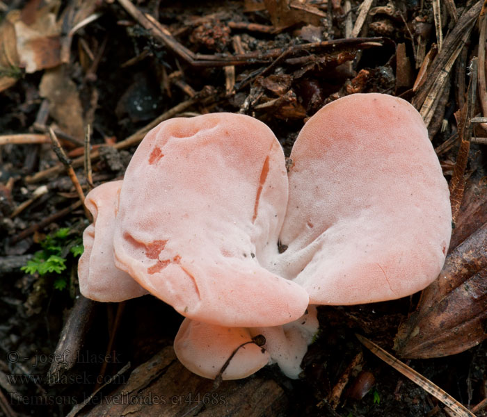 Tremiscus helvelloides Suppilohytykkä Guepinie rousse Spateltrilzwam