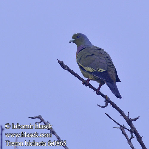 Treron bicincta Orange-breasted Green-Pigeon Holub páskovaný Bindengrüntaube Vinago Bicinta Colombar double collier Piccione verde pettoarancio ムネアカアオバト Oranjeborstpapegaaiduif Treron zielonolicy 橙胸綠鳩 橙胸绿鸠 Cu xanh khoang cổ นกเปล้าอกสีม่วงน้ำตาล Punai Siam Orangebrystet Papegøjedue