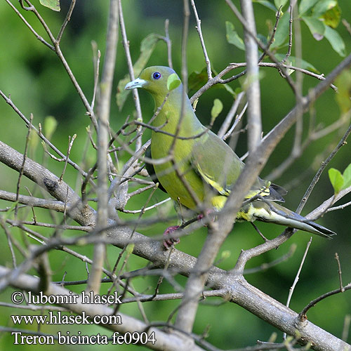 Bindengrüntaube Vinago Bicinta Colombar double collier Piccione verde pettoarancio ムネアカアオバト Oranjeborstpapegaaiduif Treron zielonolicy 橙胸綠鳩 橙胸绿鸠 Cu xanh khoang cổ นกเปล้าอกสีม่วงน้ำตาล Punai Siam Orangebrystet Papegøjedue Treron bicincta Orange-breasted Green-Pigeon Holub páskovaný