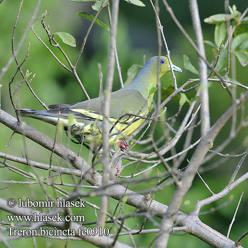 Piccione verde pettoarancio ムネアカアオバト Oranjeborstpapegaaiduif Treron zielonolicy 橙胸綠鳩 橙胸绿鸠 Cu xanh khoang cổ นกเปล้าอกสีม่วงน้ำตาล Punai Siam Orangebrystet Papegøjedue Treron bicincta Orange-breasted Green-Pigeon Holub páskovaný Bindengrüntaube Vinago Bicinta Colombar double collier