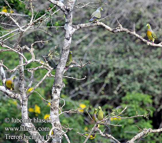 Treron zielonolicy 橙胸綠鳩 橙胸绿鸠 Cu xanh khoang cổ นกเปล้าอกสีม่วงน้ำตาล Punai Siam Orangebrystet Papegøjedue Treron bicincta Orange-breasted Green-Pigeon Holub páskovaný Bindengrüntaube Vinago Bicinta Colombar double collier Piccione verde pettoarancio ムネアカアオバト Oranjeborstpapegaaiduif