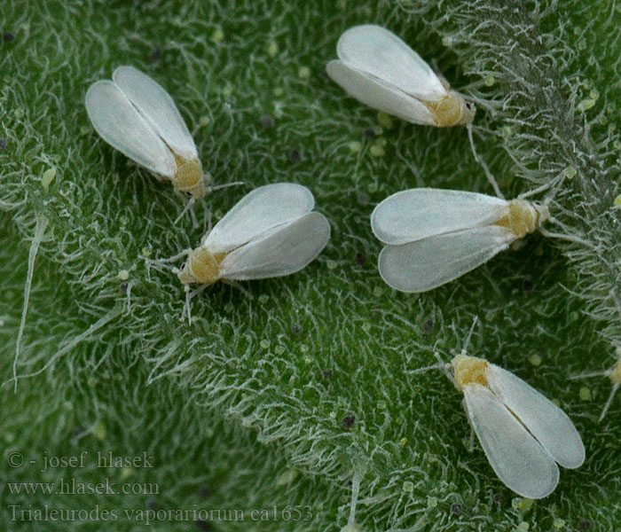 Kaswittevlieg Greenhouse whitefly Üvegházi molytetű
