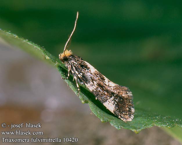 Triaxomera fulvimitrella 10420