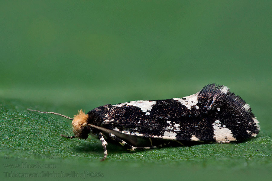 Triaxomera fulvimitrella Moľa žltohlavá