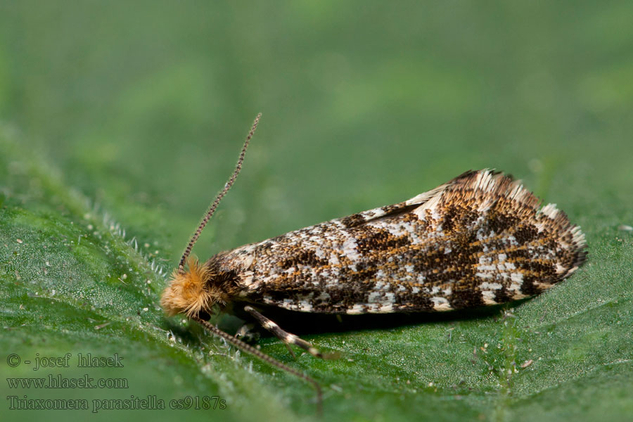 Triaxomera parasitella Large Brindled Clothes Mo Moľa parazitná