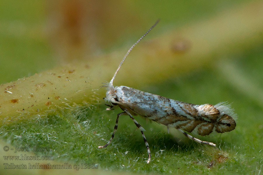 Triberta helianthemella Phyllonorycter Ploskáčik devätorníkový