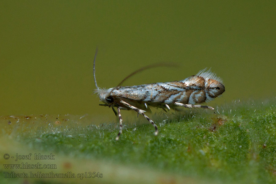 Phyllonorycter helianthemella Triberta Ploskáčik devätorníkový