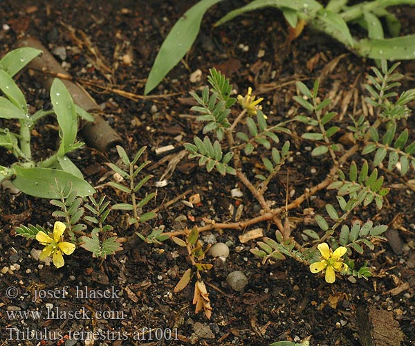 Tribulus terrestris af1001