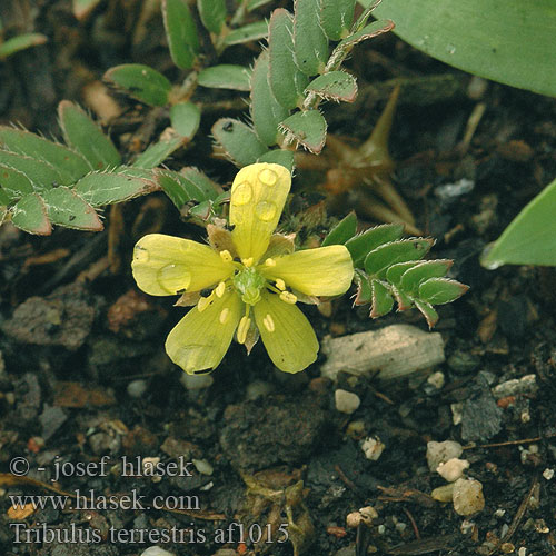 Tribulus terrestris af1015