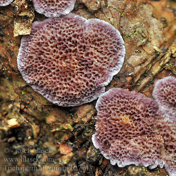 Gemeiner Violettporling Fiolkjuke Niszczyk jodłowy Трихаптум еловый Jelkova apnenka Violticka Trichaptum abietinum Hirschioporus Coriolus Polyporus Polystictus Bránovitec jedlový Pitted Sap Rot Purplepore Bracket Violet-pored Carie blanche aubier Ryhovec jedľový Almindelig violporesvamp Kuusenkynsikääpä Paarse dennenzwam Fenyő egyrétűtapló