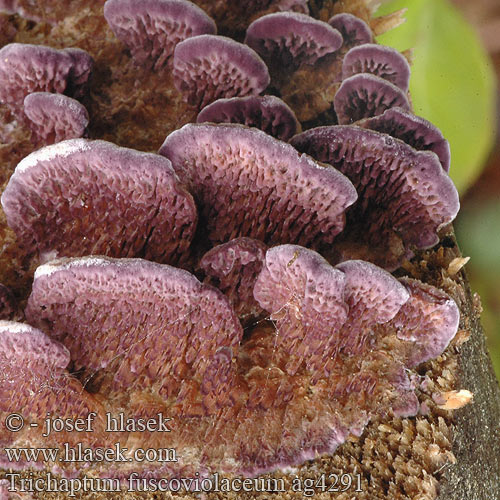 Violtagging Ryhovec hnedofialový Brown Purplepore Bracket Zahnförmiger Lederporling Kiefernviolettporling Tandet violporesvamp Männynkynsikääpä Polypore violet ウスバシハイタケ Trichaptum fuscoviolaceum Bránovitec hnědofialový Niszczyk ząbkowaty