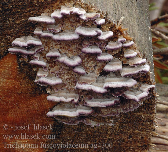 Zahnförmiger Lederporling Kiefernviolettporling Tandet violporesvamp Männynkynsikääpä Polypore violet ウスバシハイタケ Trichaptum fuscoviolaceum Bránovitec hnědofialový Niszczyk ząbkowaty Violtagging Ryhovec hnedofialový Brown Purplepore Bracket