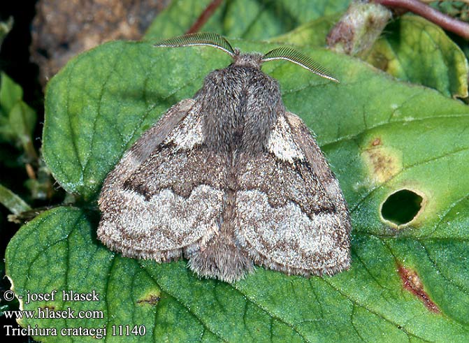 Trichiura crataegi Pale Eggar Weissdornspinner