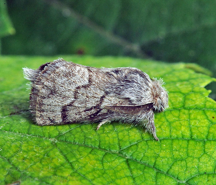 Pale Eggar Trichiura crataegi