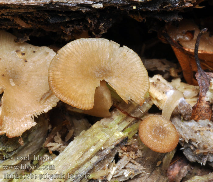 Trichocybe puberula Clitocybe puberulum Strmělka opýřená