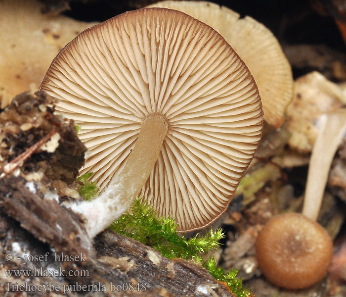 Trichocybe puberula Clitocybe puberulum Flaumhaariger Trichteling