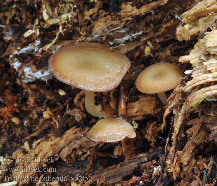 Trichocybe puberula Strmělka opýřená