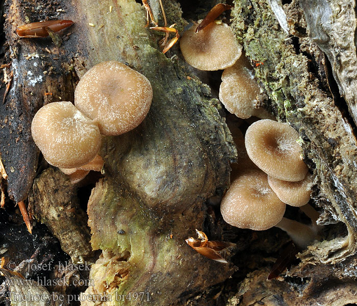 Trichocybe puberula Flaumhaariger Trichteling