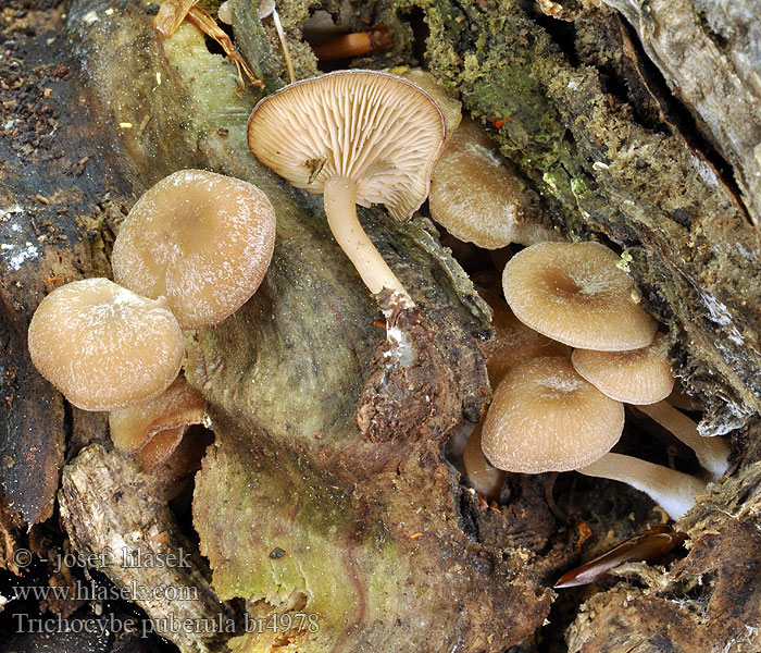 Clitocybe puberulum Strmělka opýřená