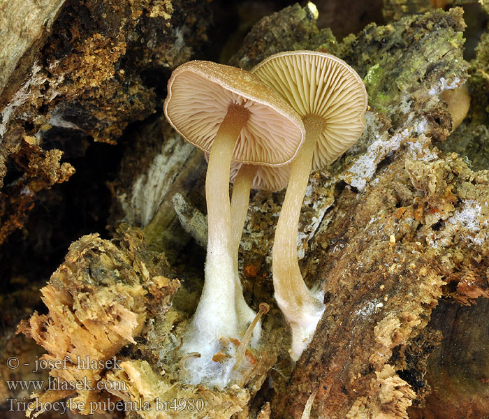 Clitocybe puberulum Flaumhaariger Trichteling