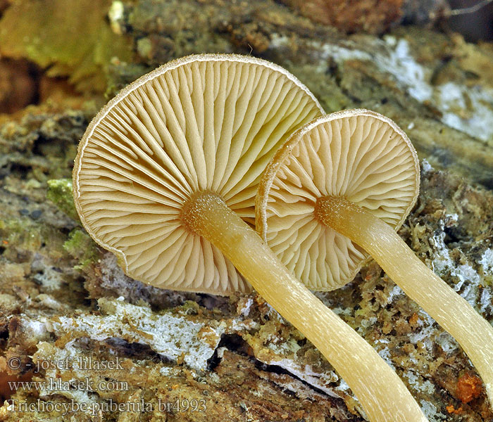 Strmělka opýřená Flaumhaariger Trichteling Clitocybe puberulum