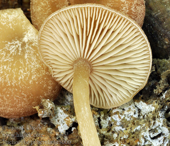 Trichocybe_puberula_br5000