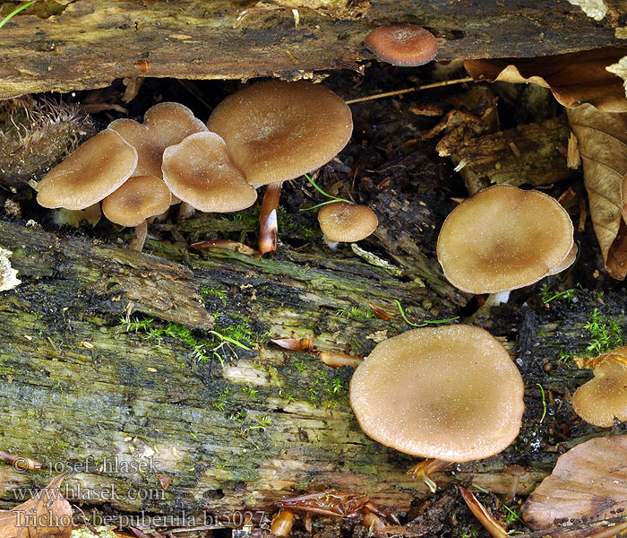 Trichocybe_puberula_br5027