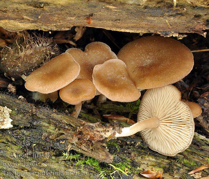 Trichocybe_puberula_br5040