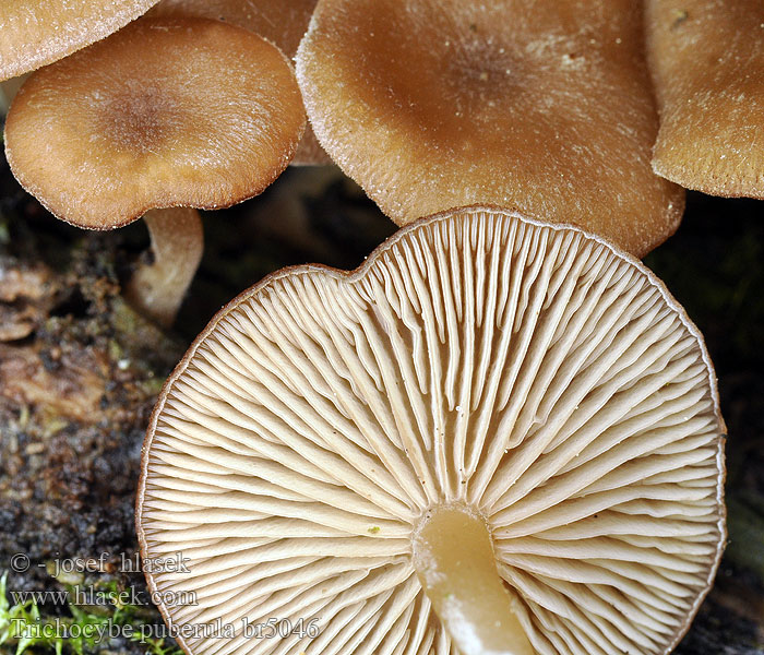 Trichocybe_puberula_br5046